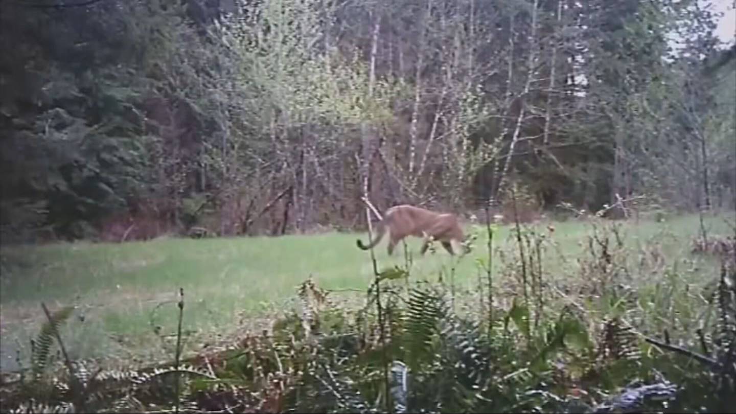 Featured image for "Cougar Attack on Washington Mountain Bikers Sparks Safety Concerns"