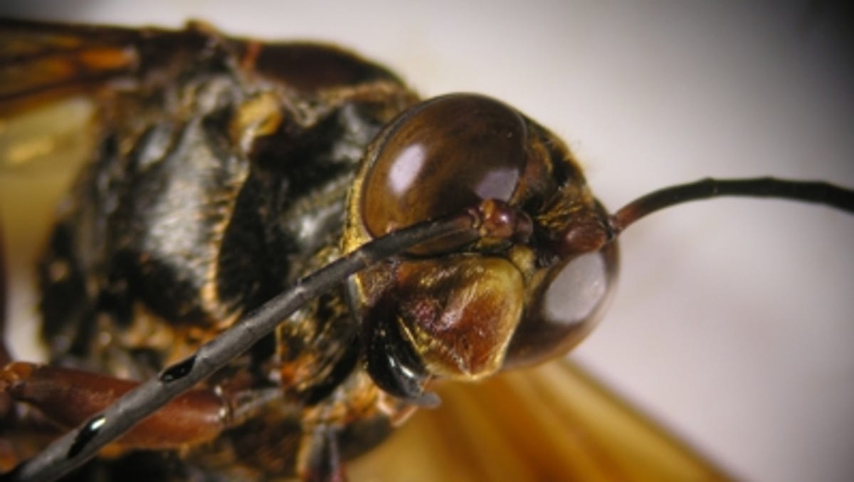Featured image for "Cicada Killer Wasps and Zombie STDs: The 2024 Double Brood Emergence"