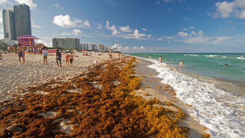 Massive Seaweed Bloom Threatens Florida's Tourism Industry