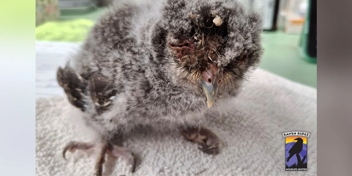 Featured image for Tiny Owl's First Eyesight Celebrated as a Miracle