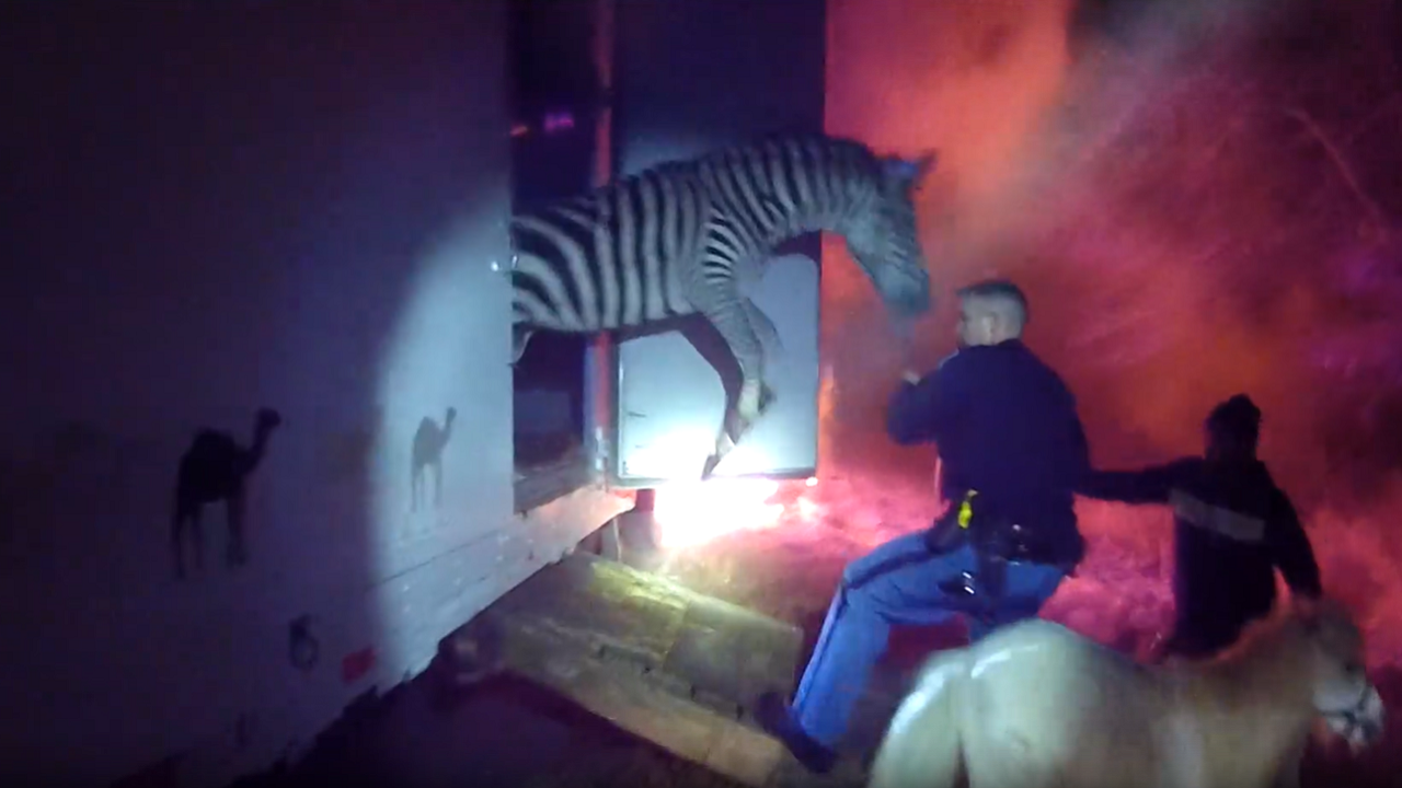 Featured image for Police Bodycam Captures Dramatic Rescue of Circus Animals from Burning Truck on Indiana Highway