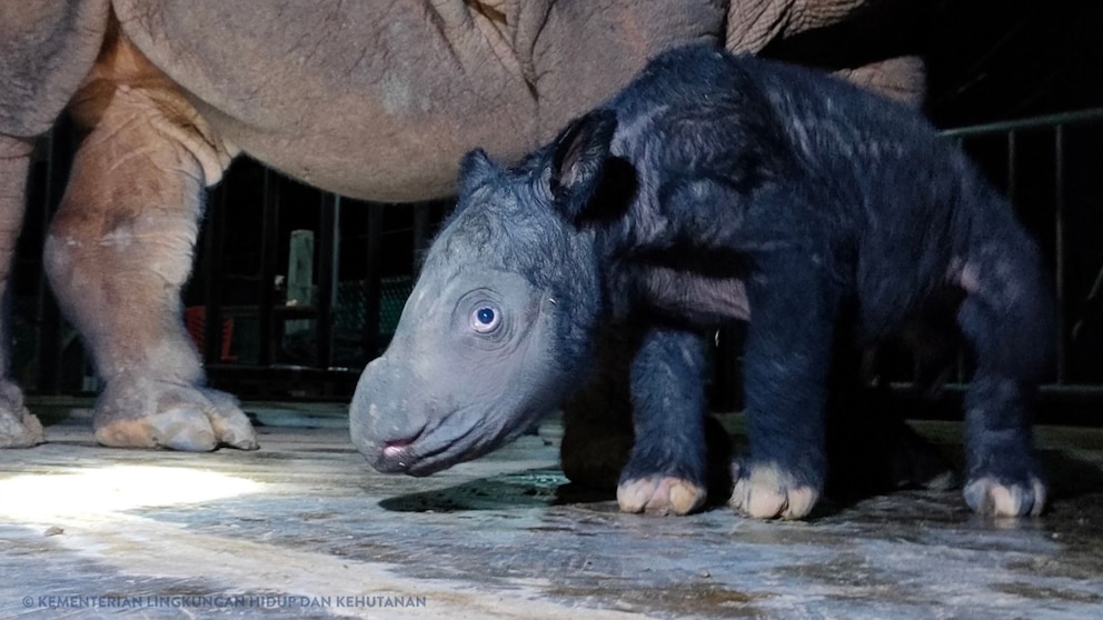 Featured image for Rare Sumatran Rhino Born in Indonesian Sanctuary