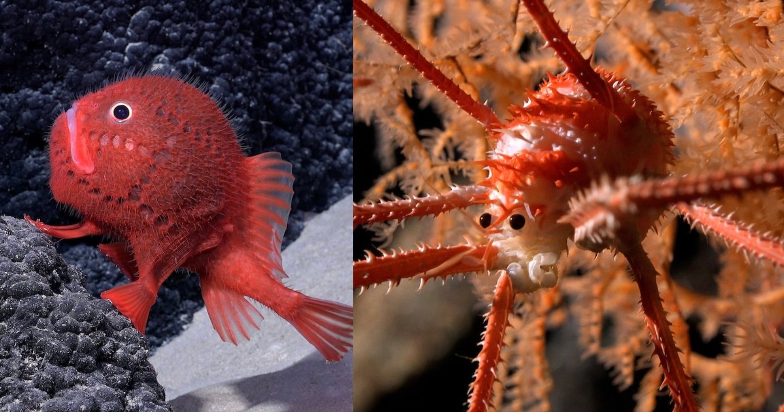 Featured image for "Explorers Capture Images of 100+ Newly Discovered Deep Sea Species near Chile"