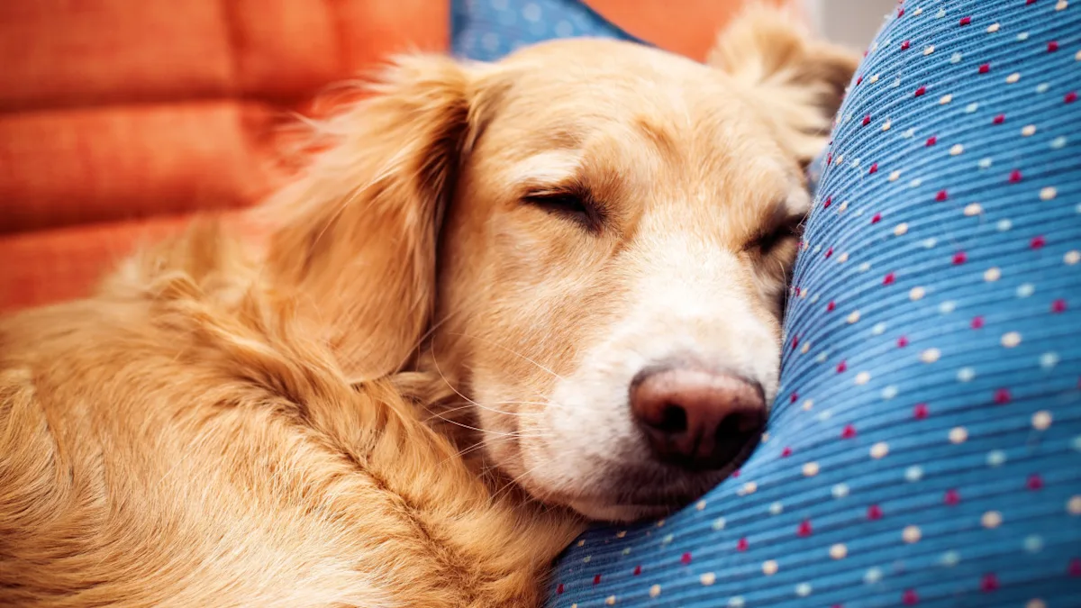 Featured image for Golden Retriever's Bedtime Announcement Sparks TikTok Laughter