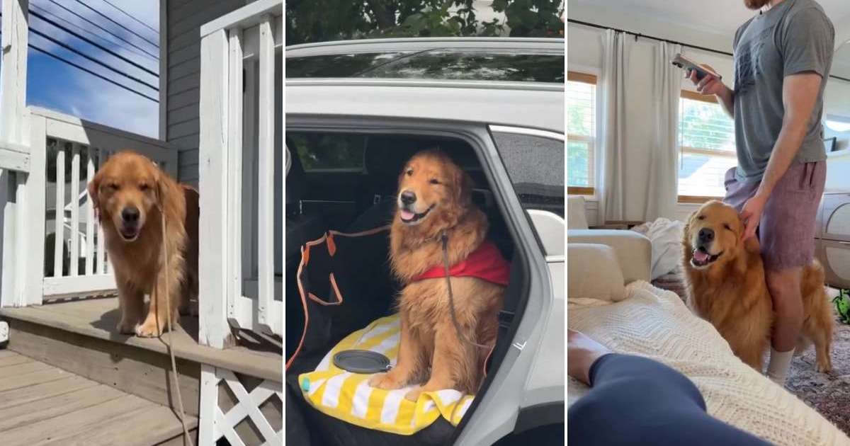 Featured image for Golden Retriever Remains a Mystery After 5 Years