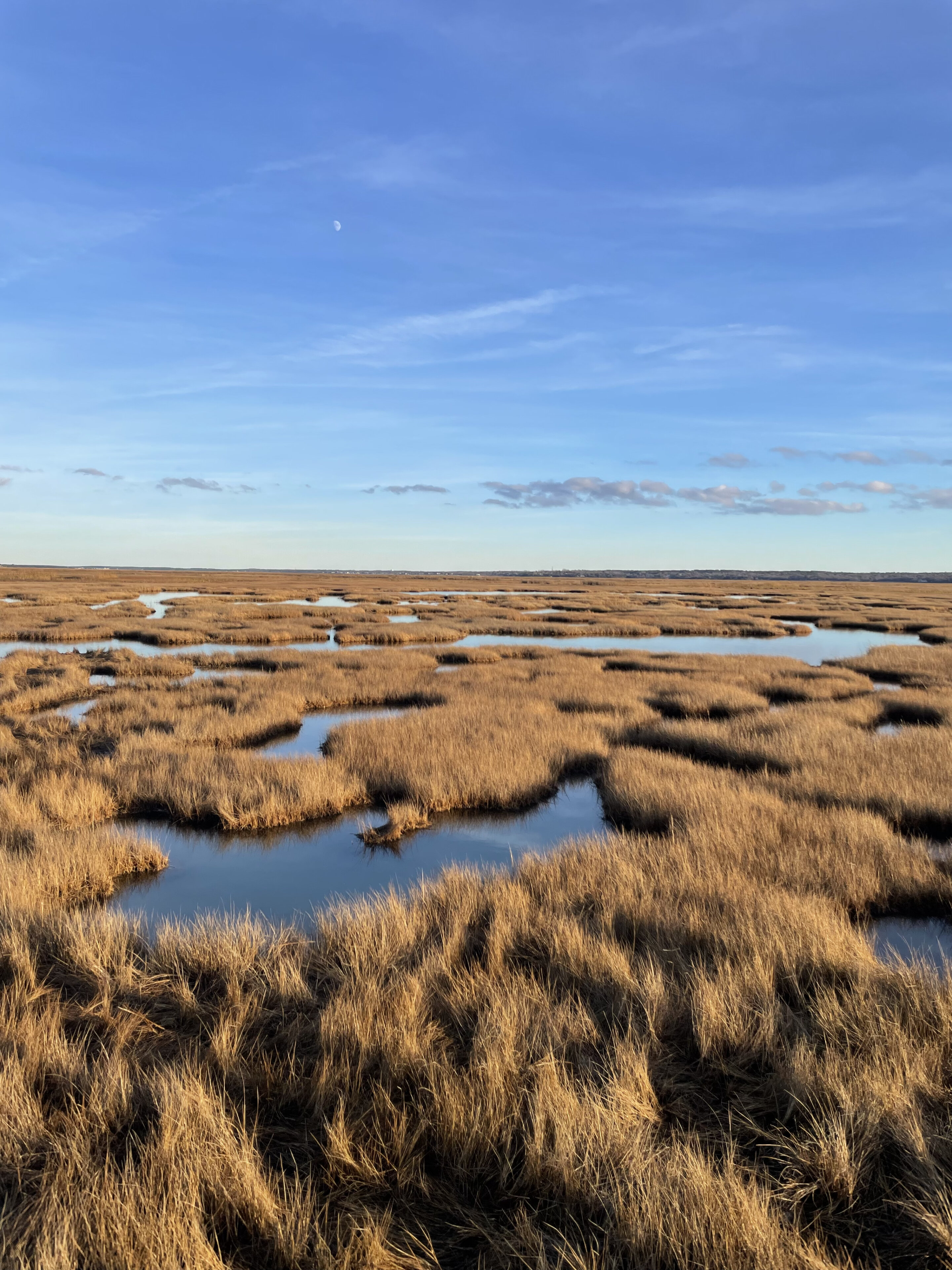 Featured image for Rivers offer limited assistance in protecting coastal wetlands from sea-level rise, scientists warn