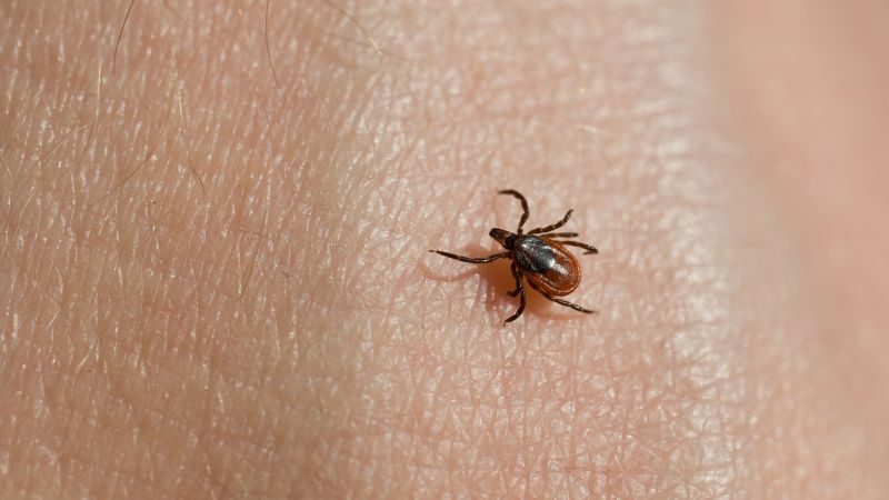 Featured image for Tick Season: Rising Threats and Essential Safety Measures