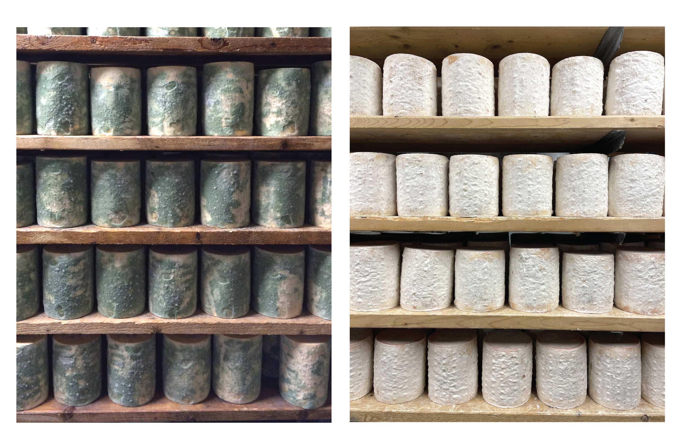 Featured image for Cheese Cave Fungi Show How Mutations Accelerate Evolution