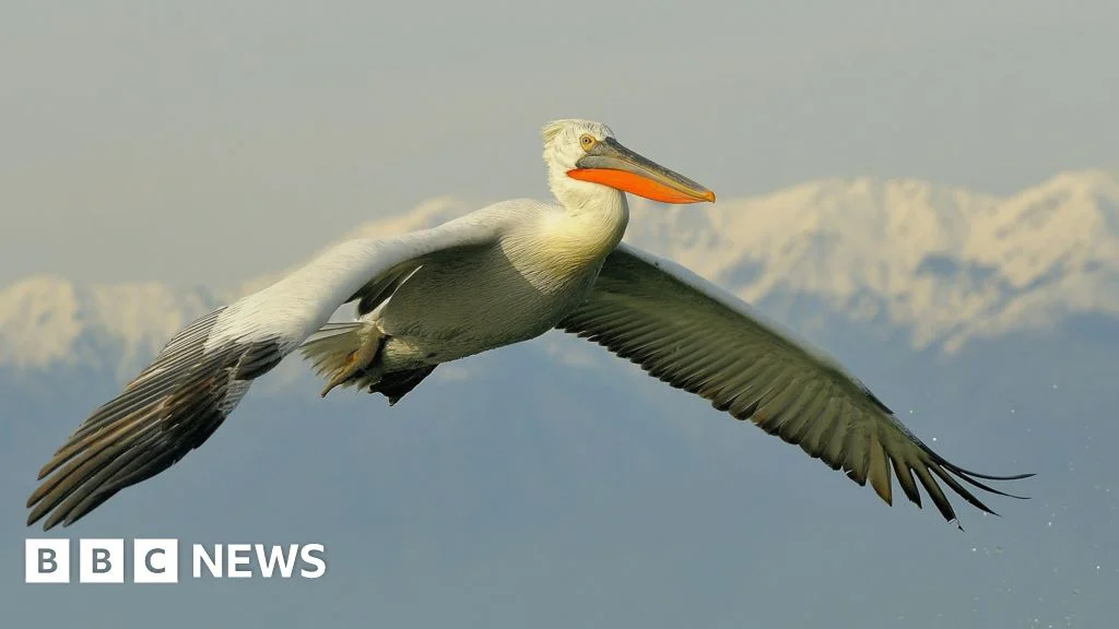 Britain mulls reintroducing the Dalmatian pelican to its wetlands