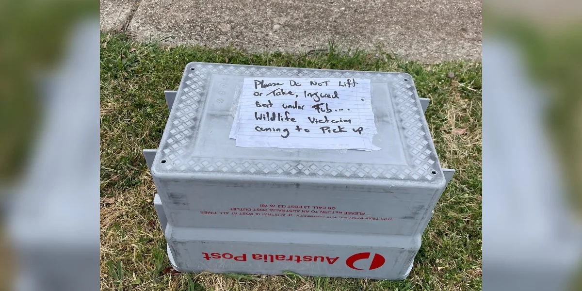 Mailman Protects Wild Baby with Box and Note