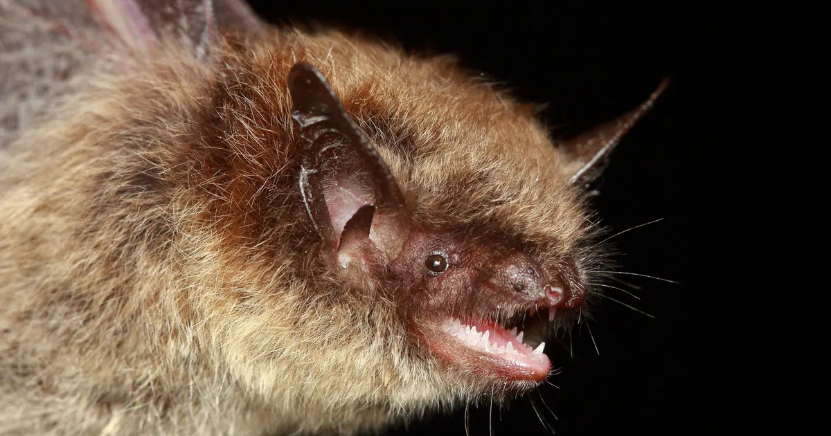 Featured image for Israeli Scientists Uncover New Insights into Bats' Echolocation