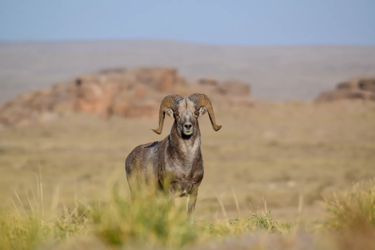 Featured image for "Montana Man Admits to Illegally Creating Giant Hybrid Sheep"