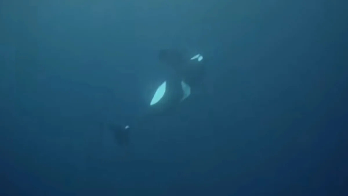 Featured image for Heartbreaking Footage Reveals Orca's Desperate Struggle for Survival