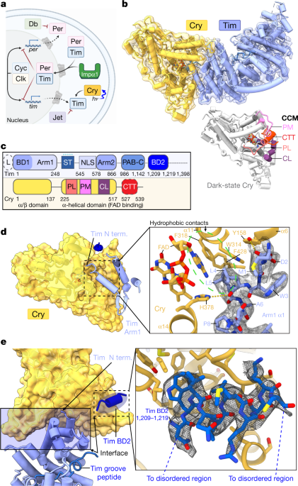 Featured image for Uncovering the Mechanisms of Circadian Rhythms
