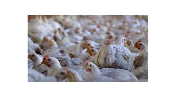 Avian Influenza Outbreak Spreads in US Poultry Flocks