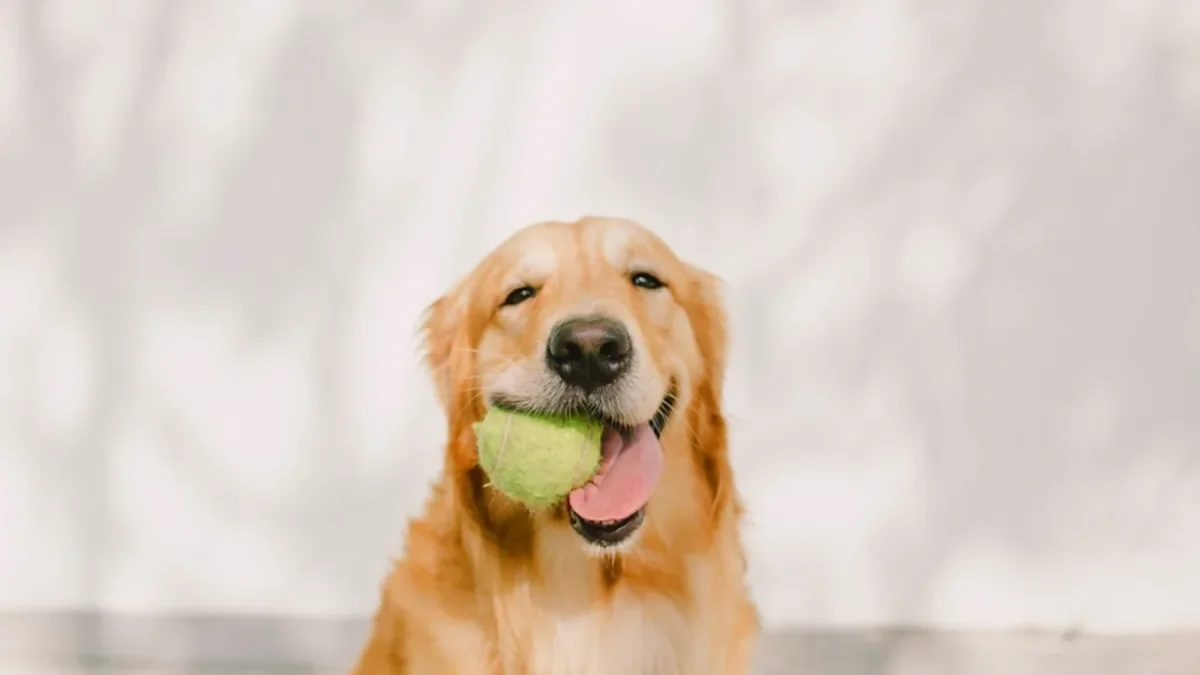 Phin the Golden Retriever Proves the Ball Was Right There All Along