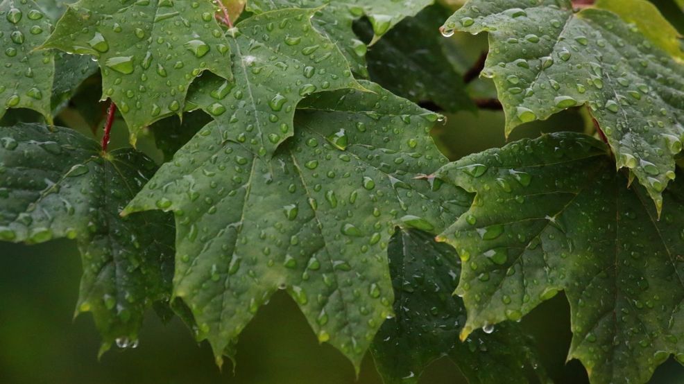 "Stormy Start: Western Washington Braces for Week-Long Rain Deluge"