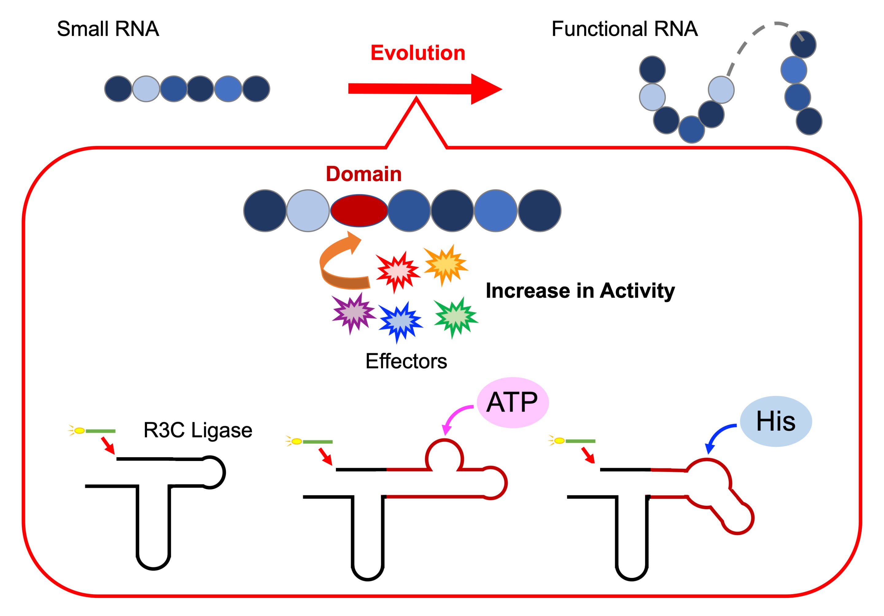 Featured image for Unveiling RNA's Role in Early Life and Bioengineering
