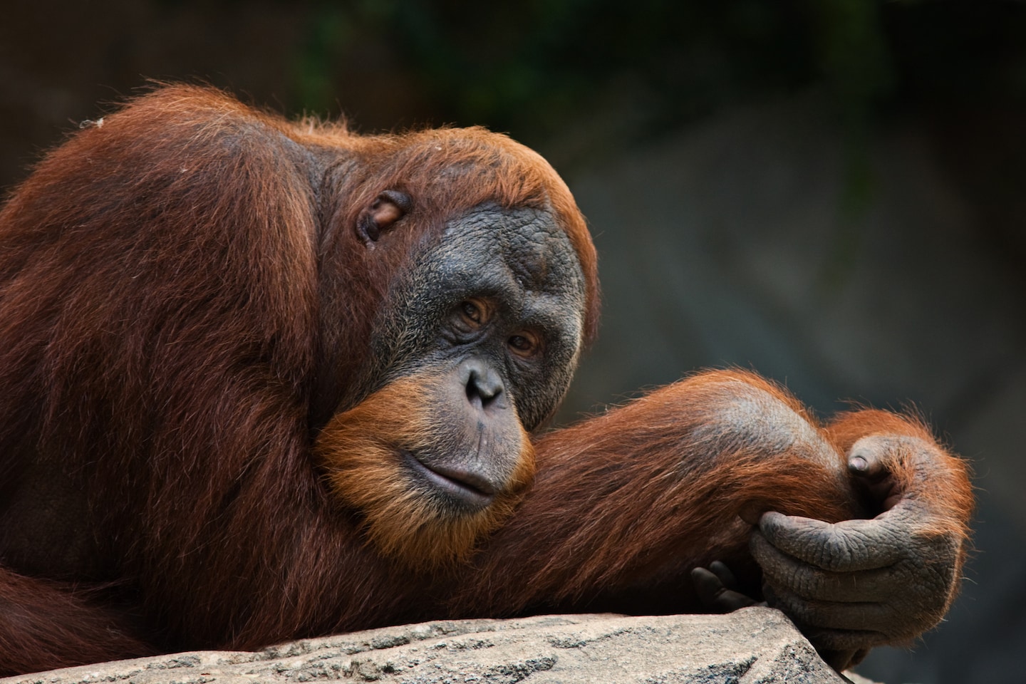 Featured image for "Unraveling the Evolution of Human Curiosity: Insights from Orangutan Study"