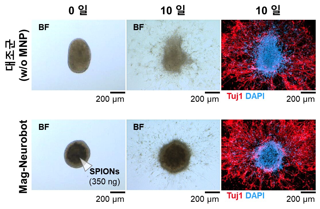 Featured image for "Revolutionary Microrobot Creates Neural Networks and Sections Tissues In Vitro"