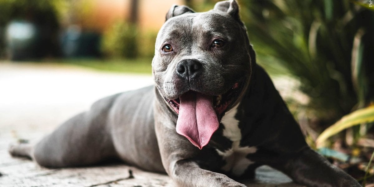 Featured image for "Oregon Veterinary Diagnostics Lab Urges Caution: Stay Away from Dog Parks and Boarding Amid Mystery Illness"