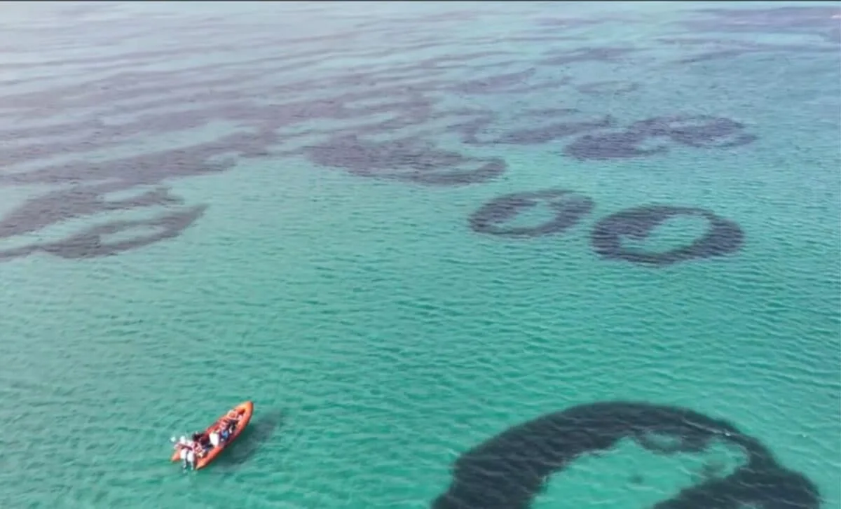 Scottish Fairy Circles Hint at Seagrass Comeback