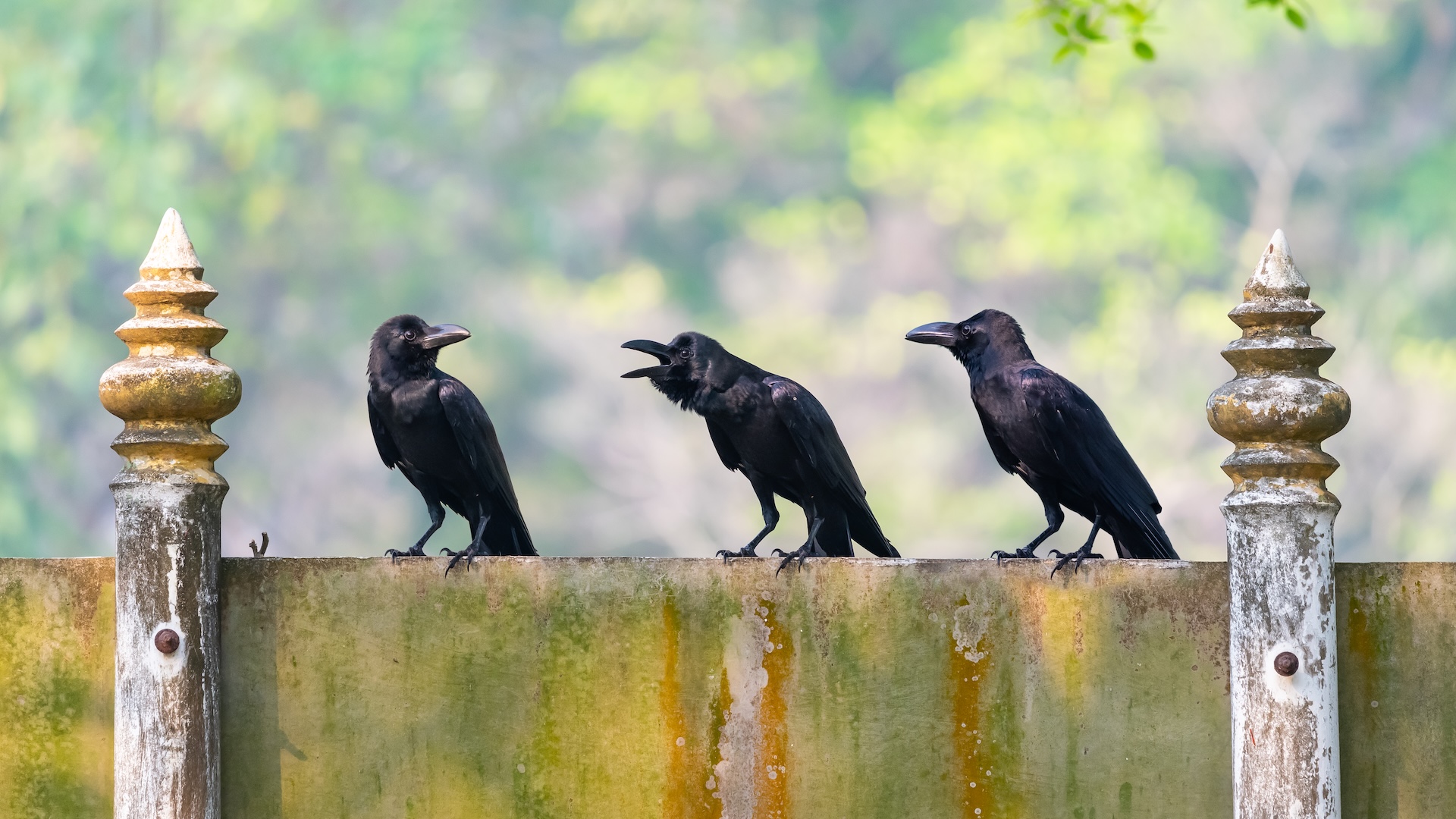 Featured image for Animals Capable of Counting and Basic Math