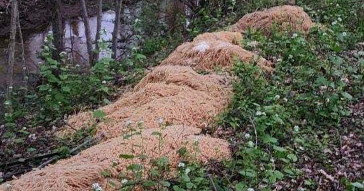Mysterious Pasta Dumped in New Jersey Woods.