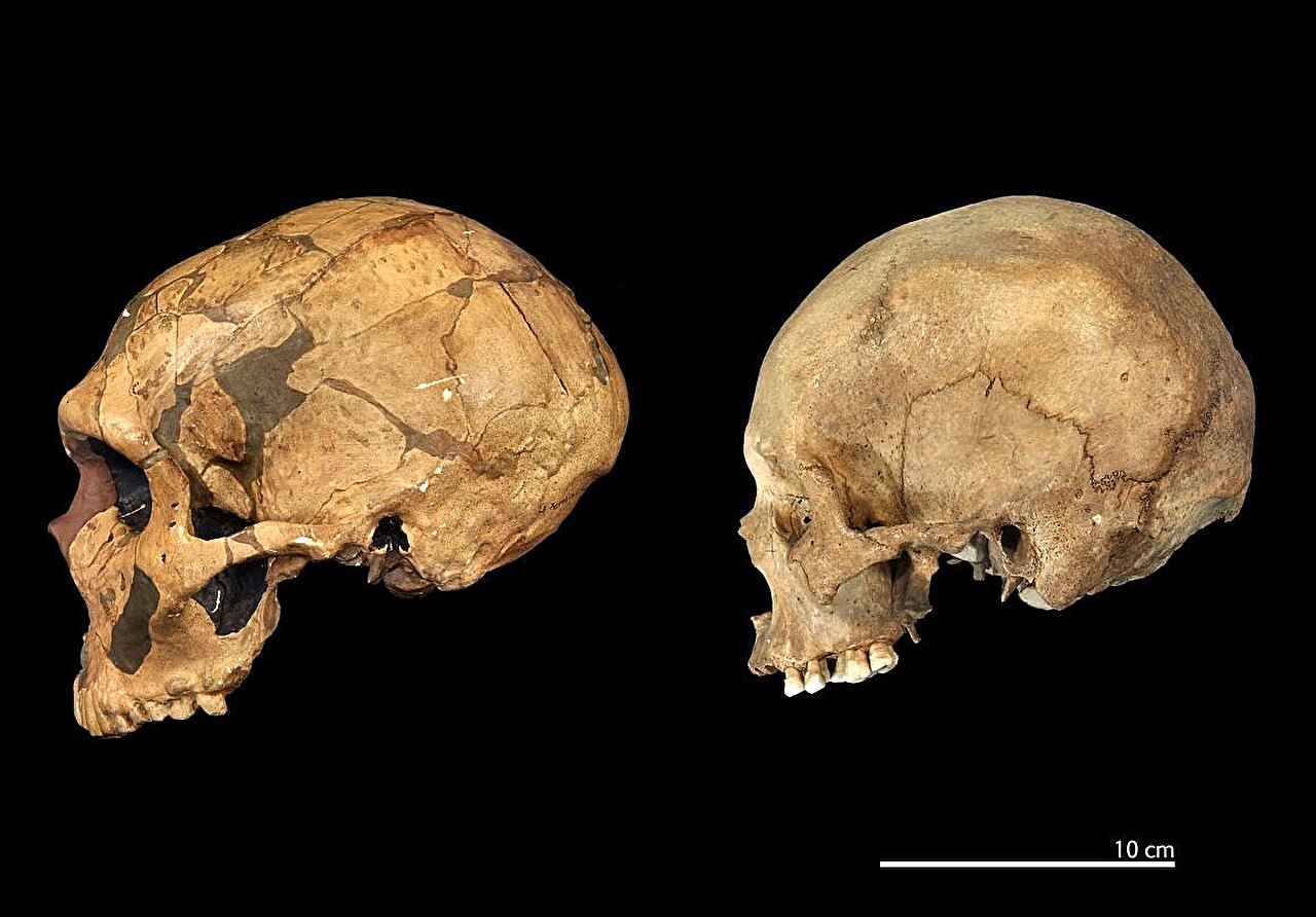 Featured image for Study Advocates Separate Species Classification for Neanderthals and Humans