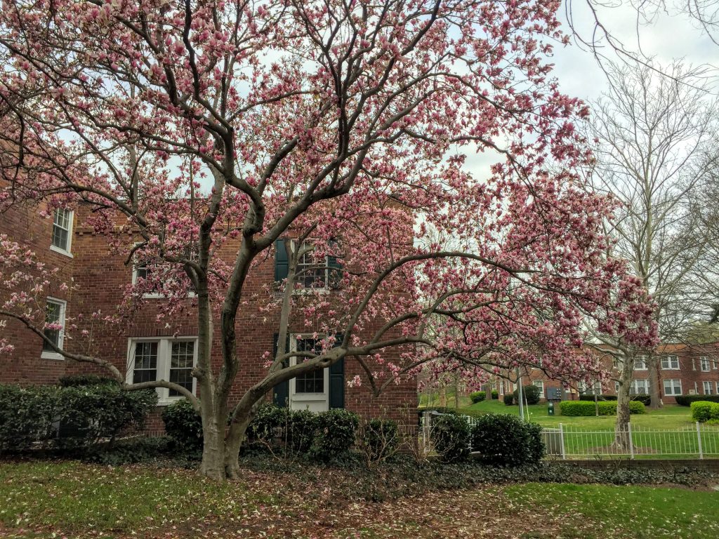 Featured image for "Top-Ranked U.S. Cities for Quality Living and Education"