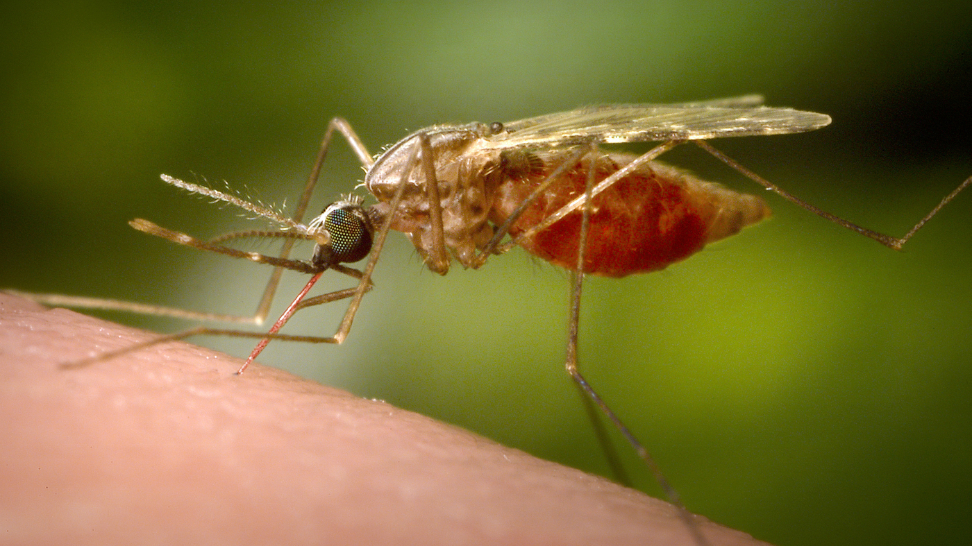 "Gene-Editing Mosquitoes: A Promising Solution for Malaria Eradication"