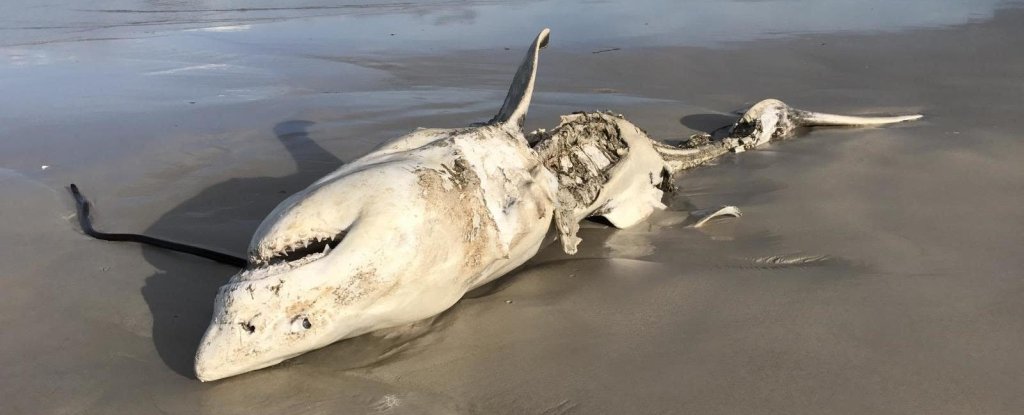 Orcas' Disappearance from South Africa Explained