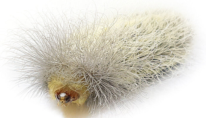 "Bacterial Influence: Unveiling Caterpillar Venom's Toxin Origins"
