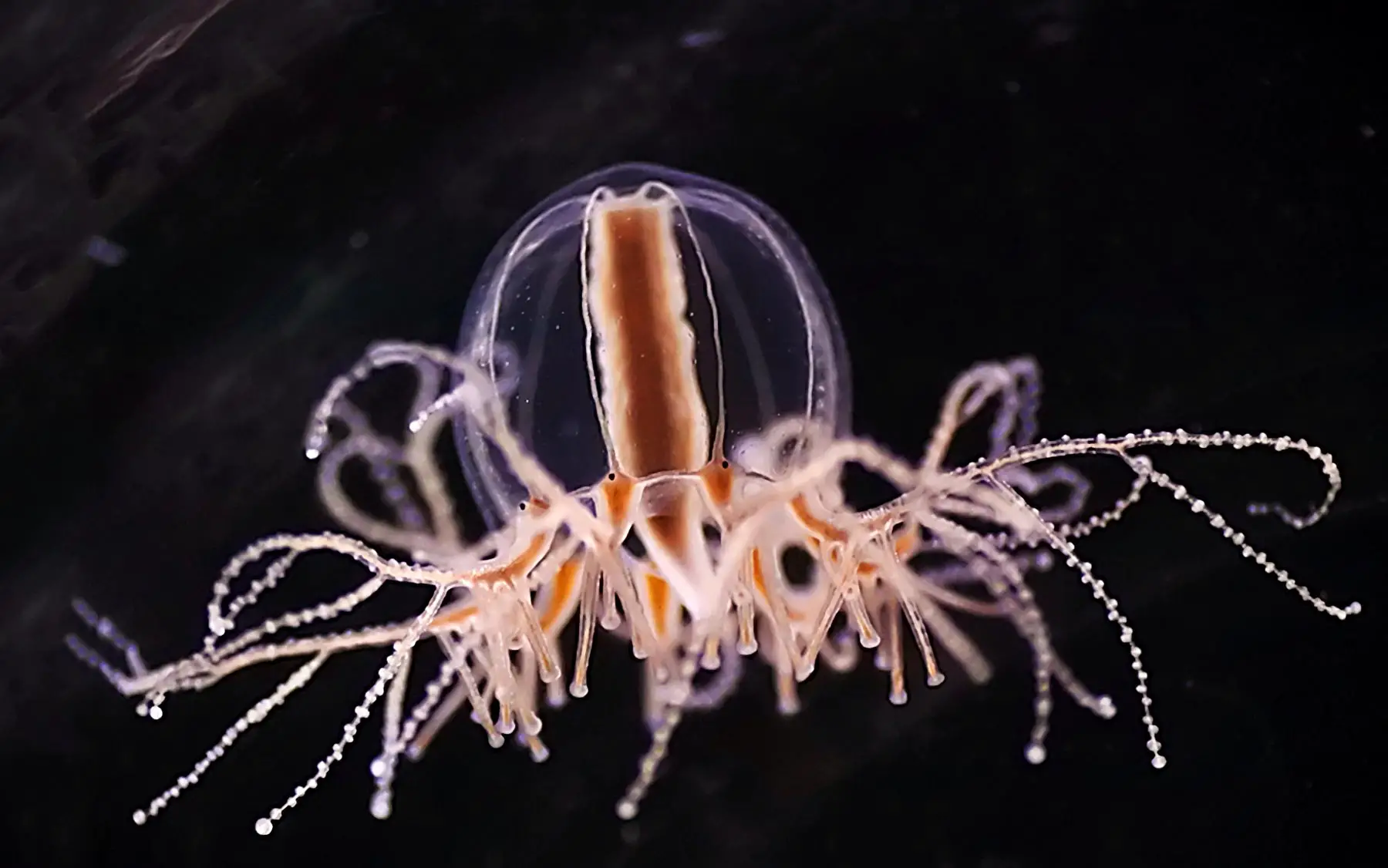 Featured image for Jellyfish and Fruit Flies Unveil Origins of Hunger Regulation