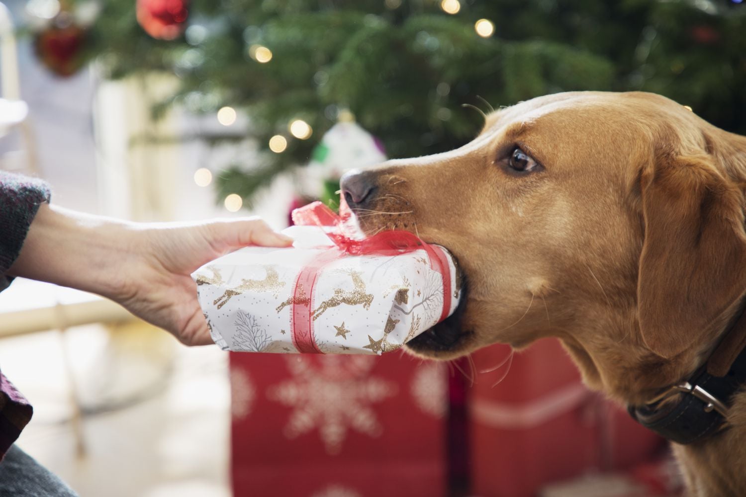Featured image for "Ultimate Gift Guide for Pet Owners and Their Furry Friends"