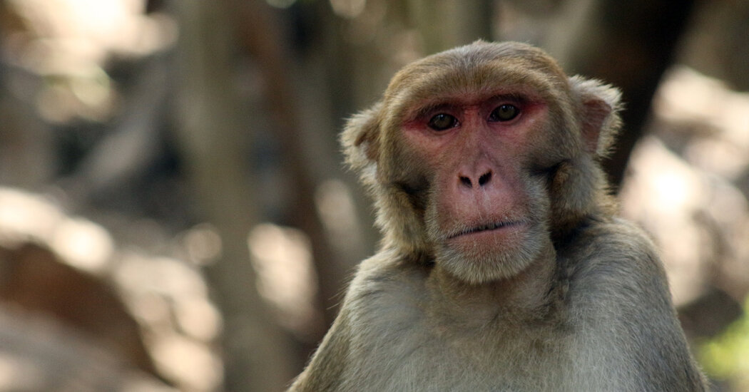 "Unlocking the Secrets of Mammal DNA: Insights from 240 Genomes"