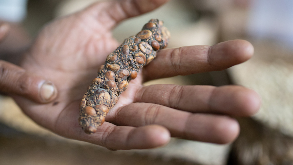 Featured image for The Chemistry Behind Civet Coffee's Unique Taste and Luxury Status