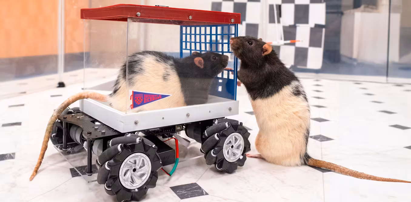 Featured image for Neuroscientist's Rat Driving Experiment Reveals Joy's Role in Enriching Life