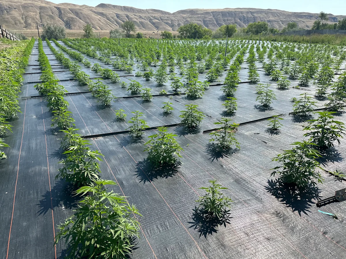"Resilient Washington Marijuana Farms Bounce Back from Pesticide Concerns"