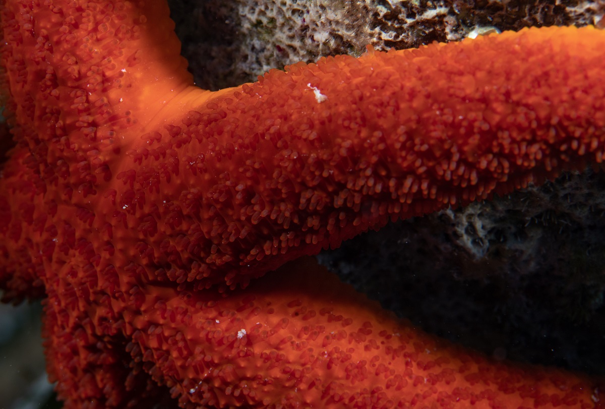 Featured image for Starfish: More Head than Arms, Scientists Discover
