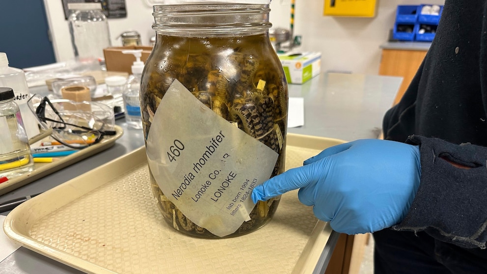 "University of Michigan Makes Historic Acquisition of Jarred Snake Specimens"