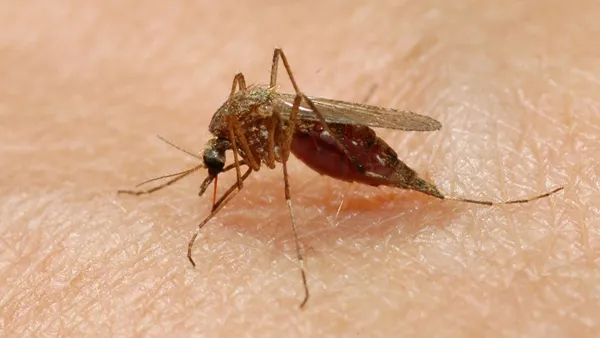 Featured image for Fatal West Nile Virus Case Claims Denver Resident's Life