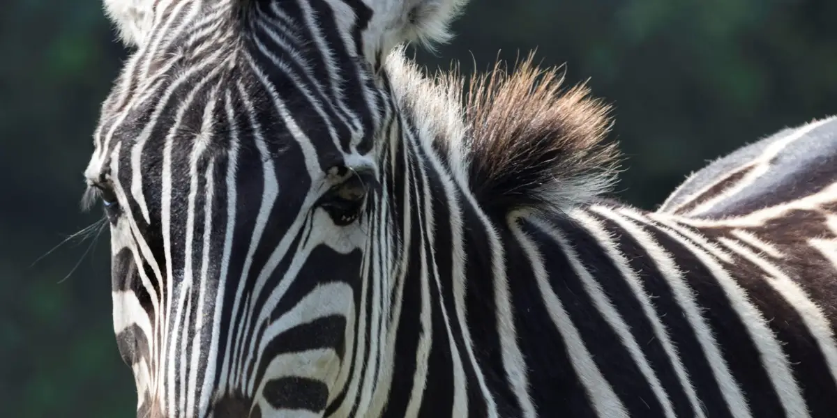 Featured image for Animal Cruelty Investigation Uncovers Starving and Neglected Animals at Virginia Zoo