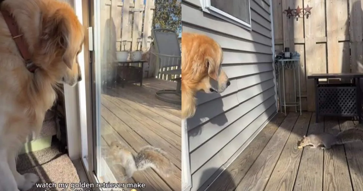 Golden Retriever Keeps Cool as Squirrels Take Peanut Snack in Backyard