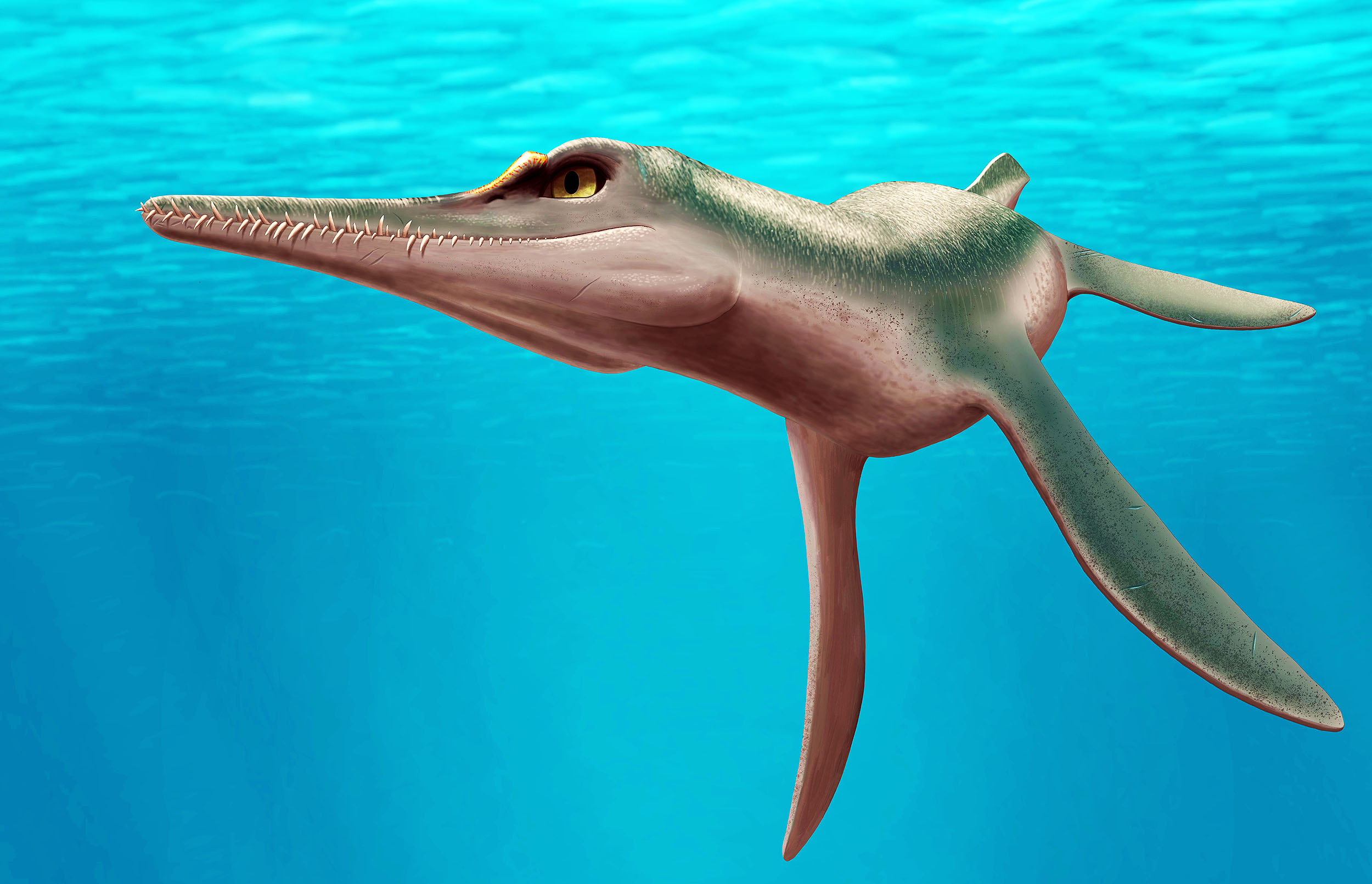 "Discovery of Unktaheela specta: Ancient Marine Predator in American Midwest"