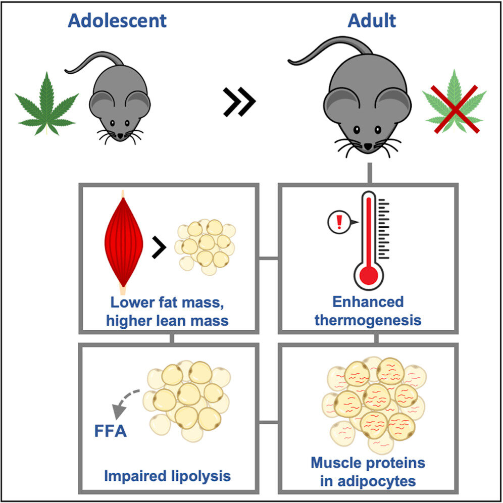 Featured image for "The Surprising Link Between Cannabis Use and Weight Loss"