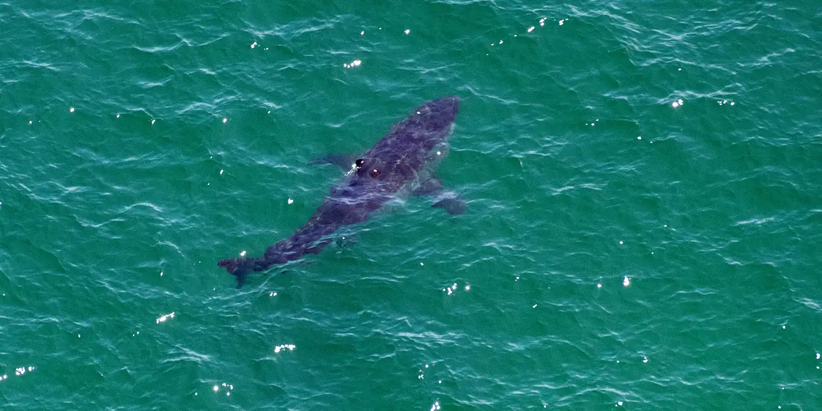 Featured image for Unlikely Friendship: Great White Sharks Form Unprecedented Bond