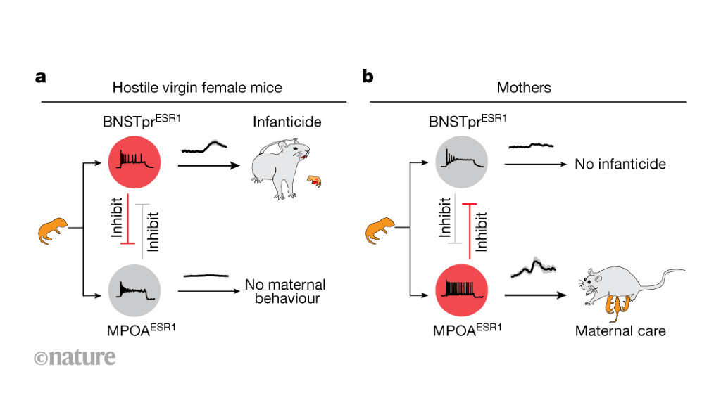 Featured image for The Neuroscience of Infanticide in Females.