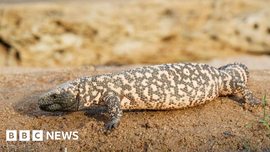 Featured image for "Fatal Gila Monster Bite Claims Colorado Man's Life"