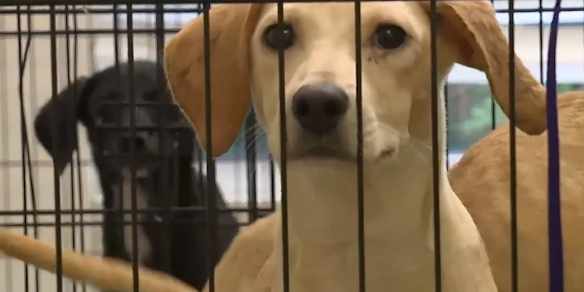 Tragic Discoveries: Over 100 Dogs Found in Disturbing Conditions
